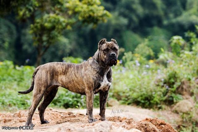 卡斯罗犬多少钱一只纯种（意大利卡斯罗犬多少钱一只）