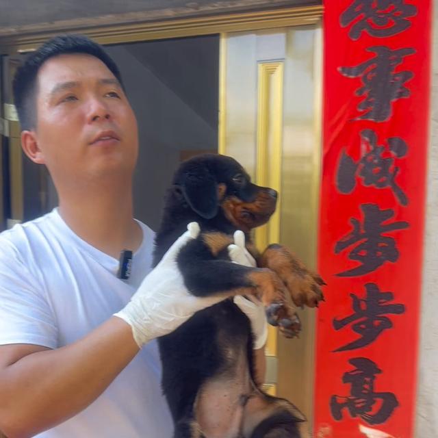 罗威纳犬市场价多少钱一只？罗威纳犬市场价多少钱一只幼犬！