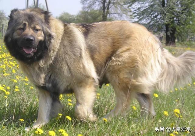 纯种高加索犬幼犬多少钱一只（高加索犬幼犬多少钱一只,熊新版）