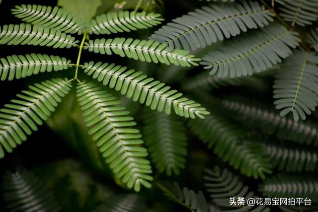 有毒植物中毒（常见有毒植物）