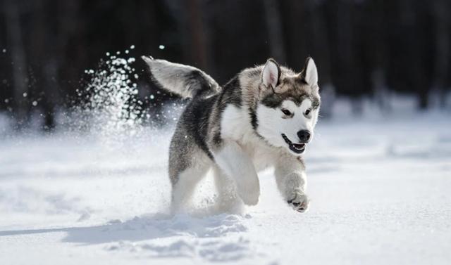 圣伯纳犬多少钱一只？圣伯纳幼犬大概多少钱！