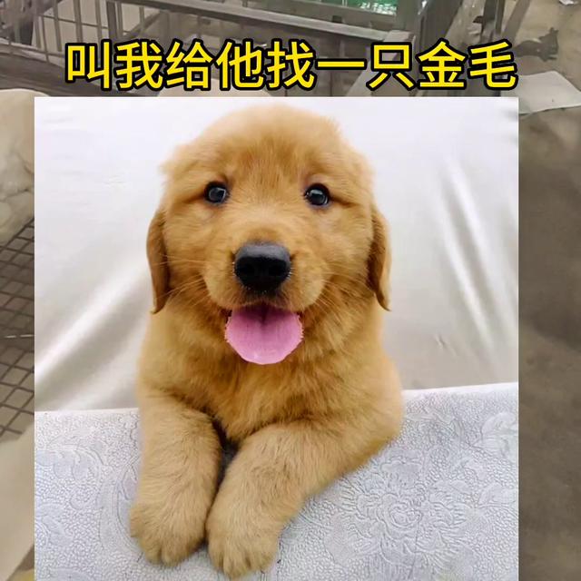 金毛狗狗多少钱一条？金毛犬多少钱一条！