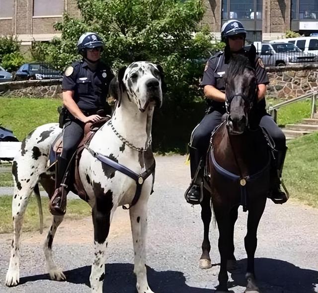 高加索犬幼犬多少钱一只视频（高加索犬幼犬多少钱一只只现铁西区）