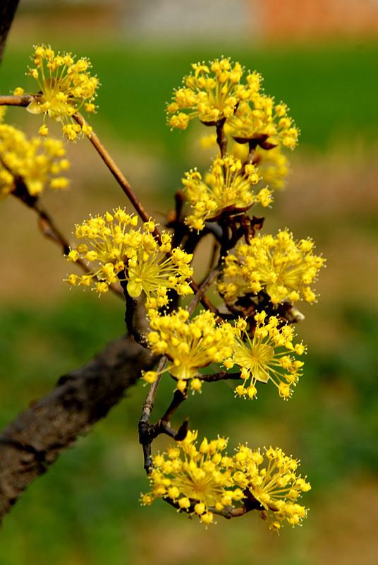 迎春花是啥颜色的（迎春花是什么颜色是什么样子的）