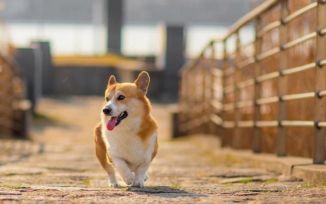 土狗的智商相当于几岁（农村土狗智商有多高）