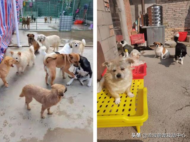 古牧犬能长多大（古牧能长多大,多少斤_）