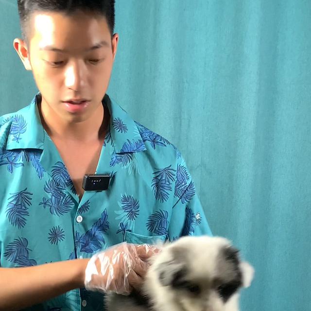 边牧犬多少钱一只幼崽纯种？边牧犬的一般价格！