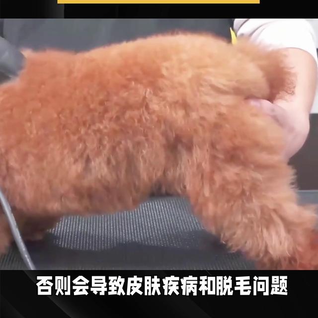 泰迪犬价格大概多少钱一只啊？泰迪犬价格多少钱一只幼犬！