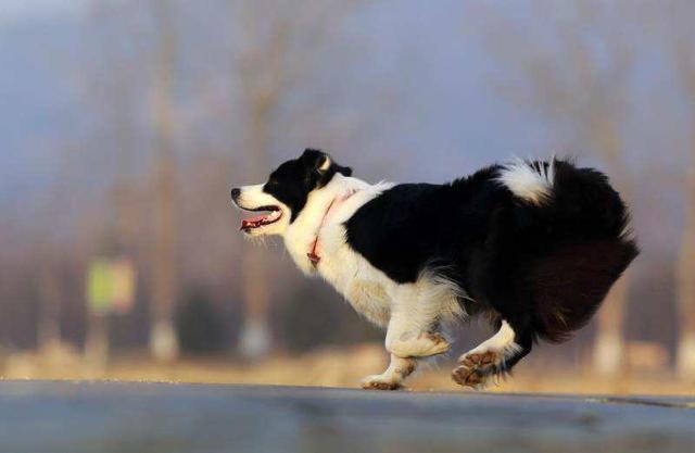 边牧犬多少钱一只幼崽图片（金毛犬多少钱一只幼崽）