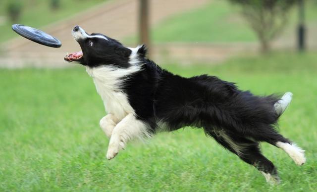 腊肠犬一般多少钱一只超迷你狗？腊肠犬一般多少钱一只超迷你狗呢！