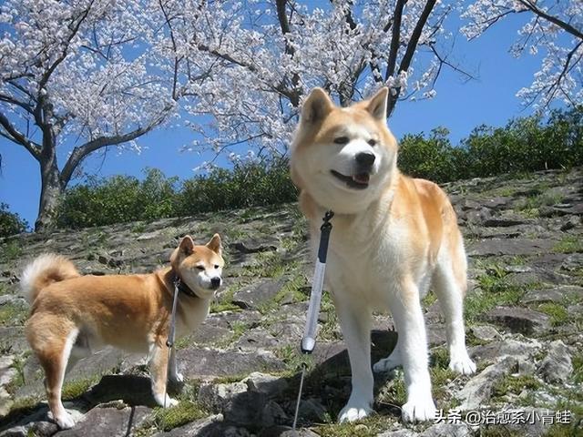 秋田犬价格大概多少钱一只？柴犬价格大概多少钱一只！