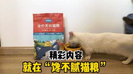 孟加拉豹猫的优缺点？养猫的人容易得15种病！