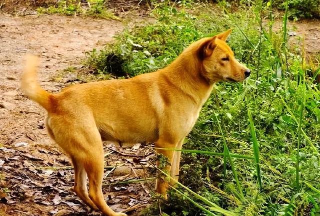 田园犬和土狗有什么不同长期喂鸡肠的狗（田园犬和土狗有什么不同纯白狗是什么品种）