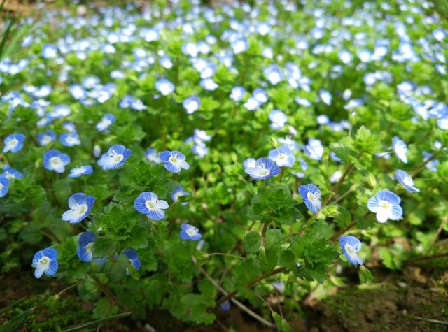 迎春花是啥颜色的（迎春花是什么颜色是什么样子的）