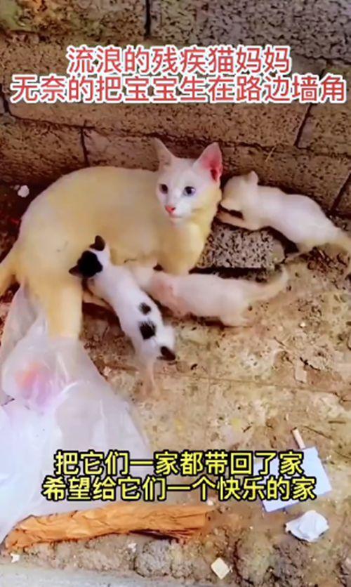 猫咪生孩子需要人帮忙吗（猫咪生产的时候需要人帮忙吗）