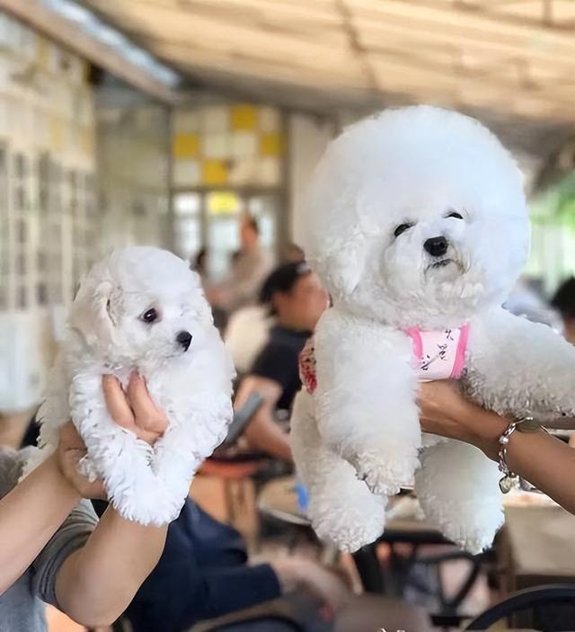 比熊犬多少钱一只幼崽（小比熊犬多少钱一只）