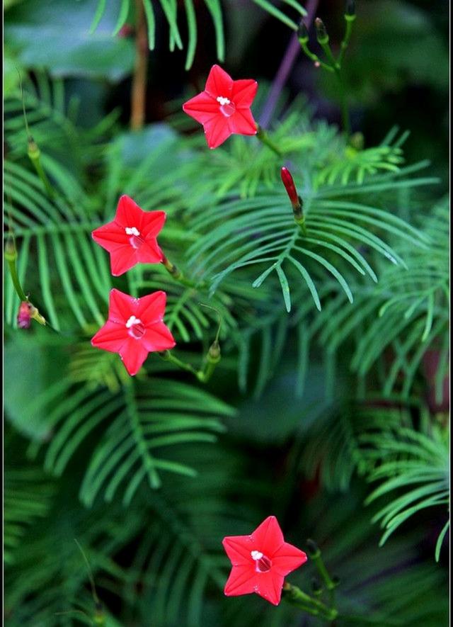 迎春花是啥颜色的（迎春花是什么颜色是什么样子的）