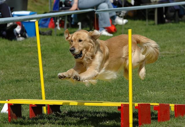 金毛犬性格特点和缺点（金毛犬特点和缺点）