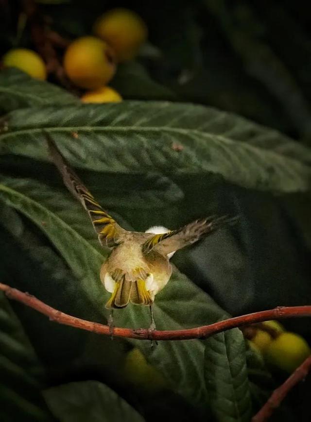 麻雀是几级保护动物（白头翁鸟属国家几级保护）