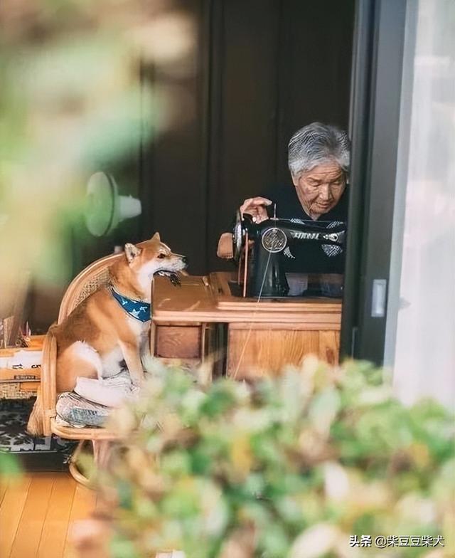 狗能活多久 狗的寿命是多少年（克隆狗能活多久）