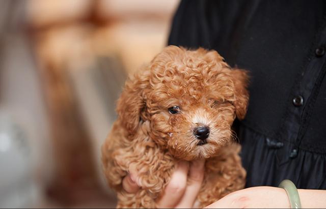 比熊犬多少钱一只幼崽便宜（比熊犬多少钱一只幼崽公）