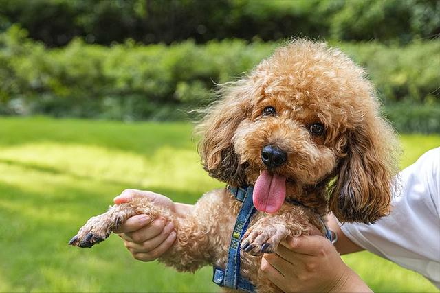 古牧犬适合家养吗（古牧犬优缺点）