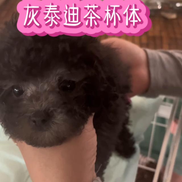 泰迪多少钱一只幼犬？茶杯泰迪多少钱一只幼犬！