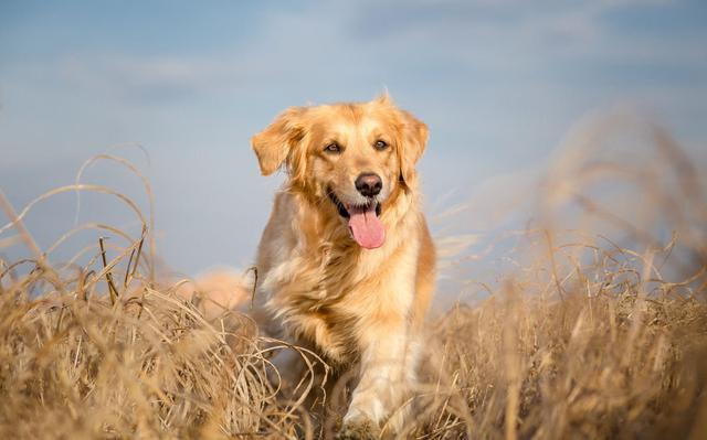 金毛犬性格特点和缺点（金毛犬特点和缺点）