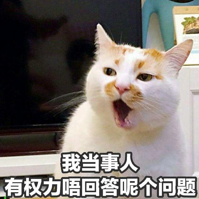 甜甜起司猫是什么品种（美短起司猫是什么品种）