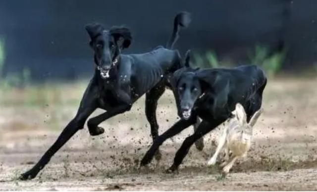 细犬图片大全 纯种（中国细犬图片）