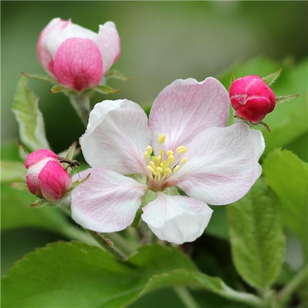 迎春花是啥颜色的（迎春花是什么颜色是什么样子的）