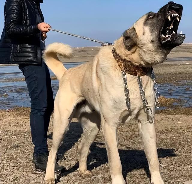 高加索犬幼犬多少钱一只视频（高加索犬幼犬多少钱一只只现铁西区）