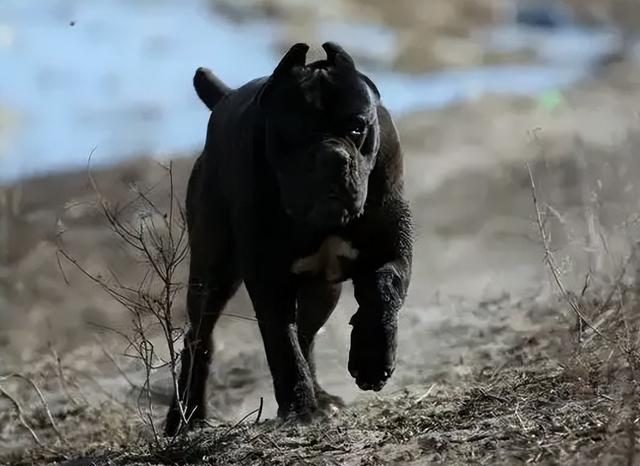 卡斯罗犬多少钱一只幼犬（卡斯罗犬多少钱一只市场价）