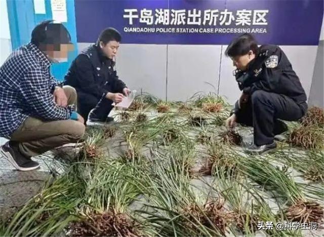 养乌龟被判刑，挖兰花获赠“银手镯”，盘点“牢底坐穿”的动植物