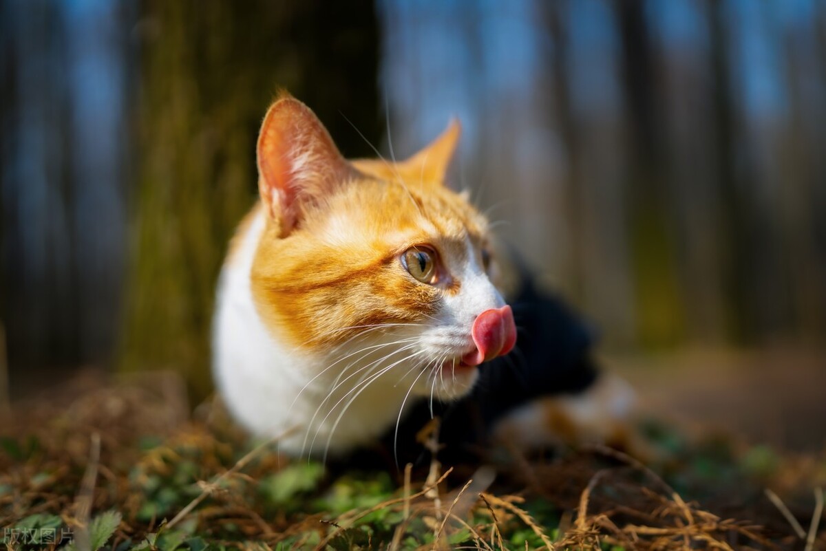 猫没有入选十二生肖或许是因为傲娇，埃及猫传入之前猫已经存在