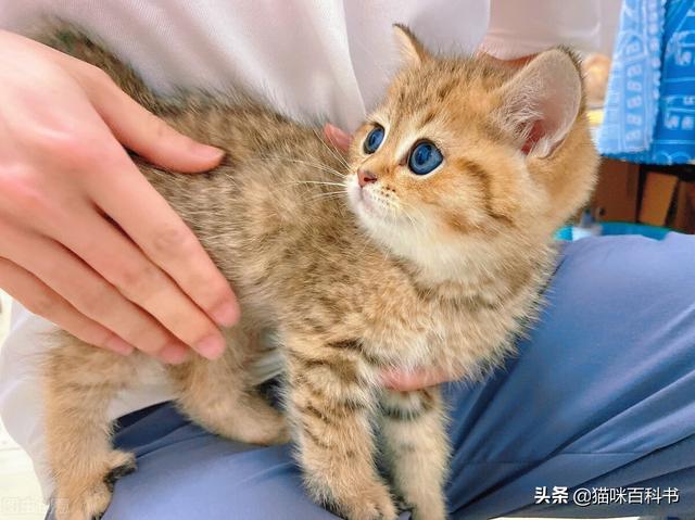 猫咪呼吸声像有痰呼噜用什么药（猫咪呼吸声感觉有痰）