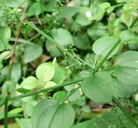 茜草的功效与作用的功能与主治与用量（茜草的功效与作用的功能与主治茜草可以煮肉食吗_）