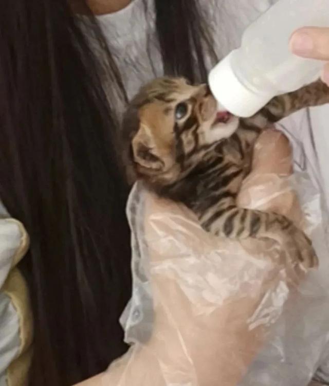 猫一直被打（经常被打的猫会怎么样）