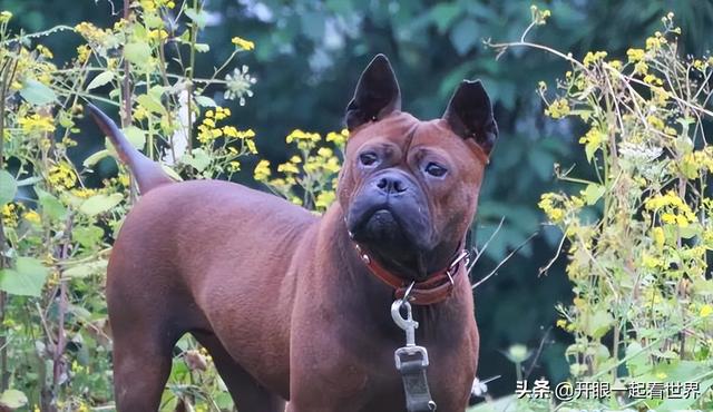 苏俄猎狼犬什么价位（苏俄猎狼犬的电影）