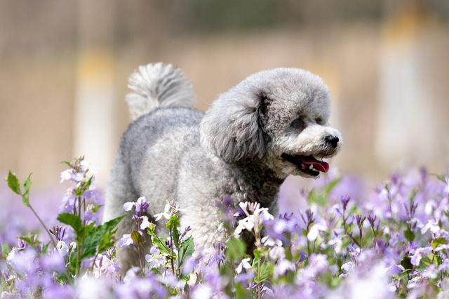 不掉毛的狗狗品种中型犬（不掉毛的狗排名）