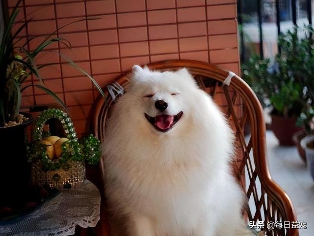 萨摩耶适合什么人养（萨摩耶犬一生会认几个主人）