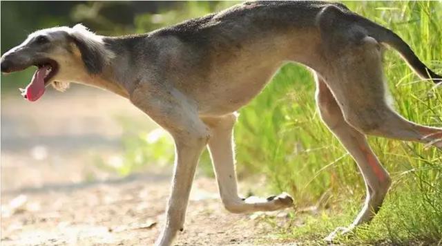 细犬图片大全 纯种（中国细犬图片）