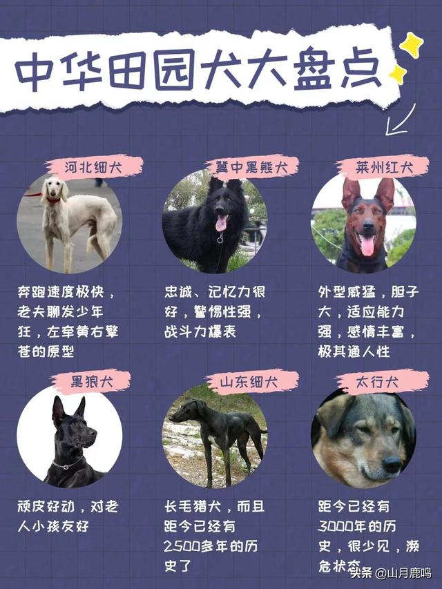 中华田园犬的价格多少钱一只（中华田园犬多少钱一条）