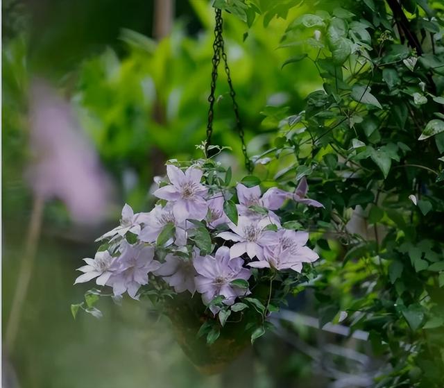 百日草图片和种植方法（混色百日草图片）