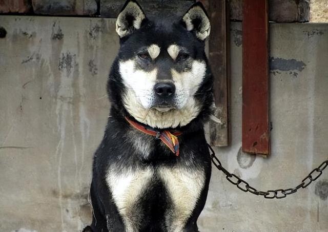 田园犬和土狗有什么不同长期喂鸡肠的狗（田园犬和土狗有什么不同纯白狗是什么品种）