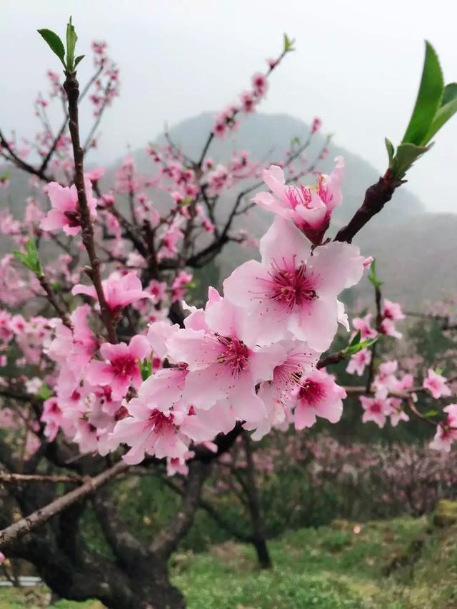 迎春花是啥颜色的（迎春花是什么颜色是什么样子的）