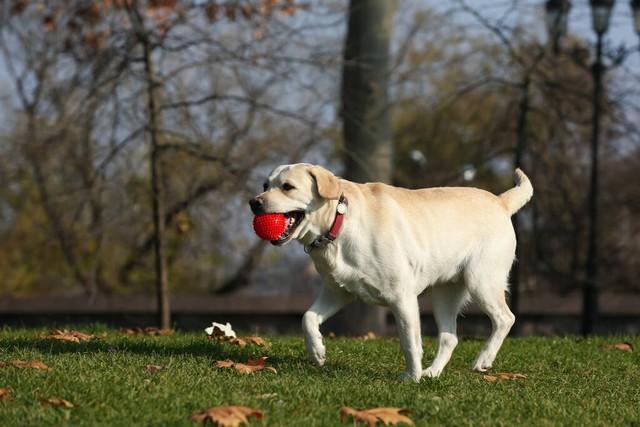 市面上拉布拉多幼犬多少钱一只？拉布拉多犬多少元一只！