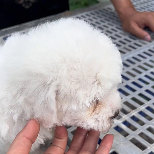 比熊犬多少钱一只幼崽公？比熊犬多少钱一只幼崽便宜,漂亮的小狗！