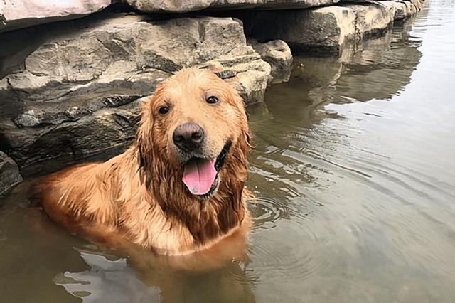 金毛犬性格特点和缺点（金毛犬特点和缺点）