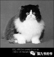 短毛波斯猫图片（黑色波斯猫图片）